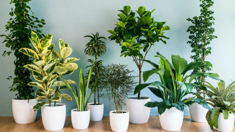 Plants Ability to Actively Control Water Loss Evolved Earlier Than Priorly Believed