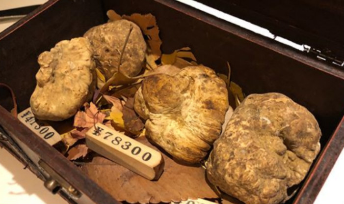 What Makes Rare White Truffle World's Most Expensive Mushrooms? - ️ ...