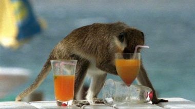 Did You Know There’s an Island of Drunk Monkeys in Africa?