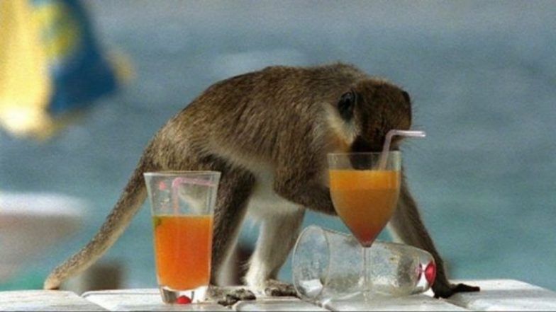 Did You Know There&rsquo;s an Island of Drunk Monkeys in Africa?