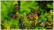 Kerala to Build Butterfly Parks to Monitor Environment