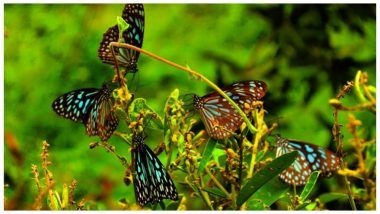 Kerala to Build Butterfly Parks to Monitor Environment