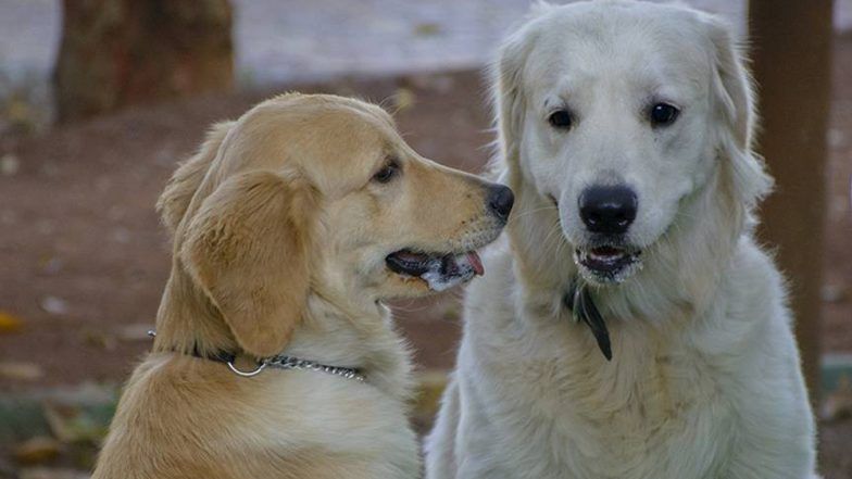 Dublin Cinema Hall Holds Dog-Friendly Screening, and It Is So Cute!