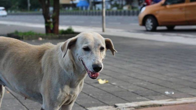 One-Month-Old Infant Mauled to Death by Stray Dog in Saharanpur