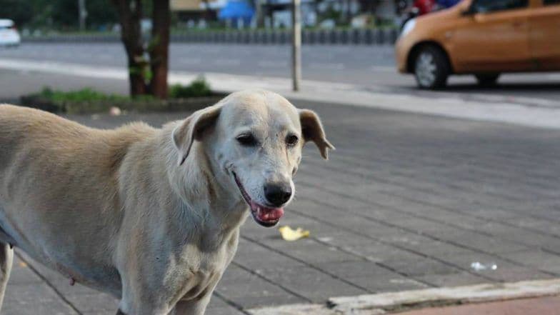 Sitapur dog attacks: Fearing canine carnage, residents keeping guns to protect themselves
