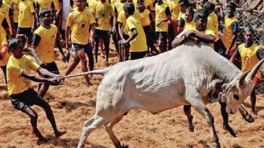 COVID-19 Alert on Jallikattu: Over 50 Doctors, PETA India Appeal Tamil Nadu Govt To Immediately Withdraw Permission for Annual Bull Taming Event