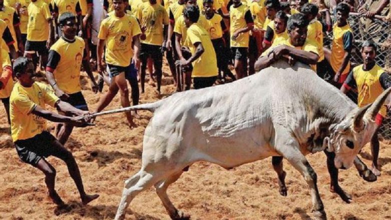 Over 50 Doctors, PETA Sound COVID Alert on ‘Jallikattu’