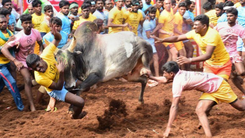 Jallikattu: Coimbatore Holds Its First Bull-Taming Sport Today, Draws Participation of 800 Bulls From All Over Tamil Nadu&nbsp;&nbsp;