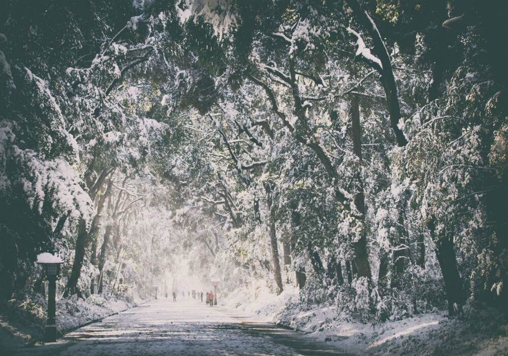 The pathway looks so mesmerizing with trees around. The pathway looks so mesmerizing with trees around.