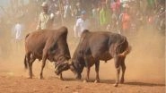 Bull Fighting 'Maghesakranti' Festival Similar to Jallikattu Begins in Nepal