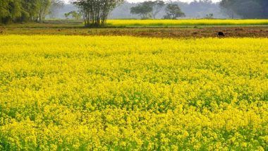 Basant Panchami 2018 Muhurat: Date & time of Saraswati Puja Vidhi, Significance & Celebration of the Spring Festival