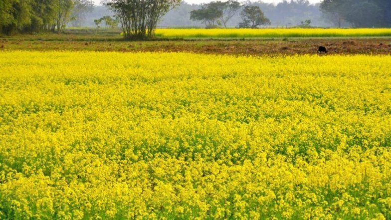 Basant Panchami 2018 Muhurat: Date & time of Saraswati Puja Vidhi, Significance & Celebration of the Spring Festival