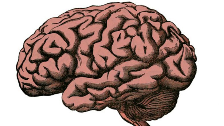 Brain Region Smaller in Birth Control Pill Users: Study