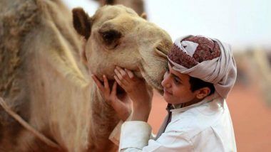 King Abdulaziz Camel Festival: 12 Camels Disqualified From Saudi Arabian Beauty Contest For Doing Botox