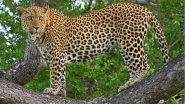 Maharashtra Sees 85 Leopard Deaths in 2017, Six Less Than 2016