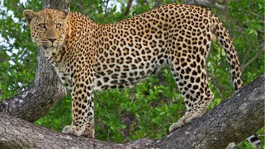 Uttarakhand Youth Kills Leopard in Self-Defence