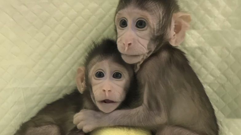 Is Cloning of Humans Possible? Monkeys &lsquo;Zhong Zhong and Hua Hua&rsquo; Becomes First Non-Human Primates to be Cloned
