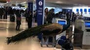 Peacock As An Emotional Support Animal (ESA) Barred from Boarding United Airlines Flight at Newark International Airport
