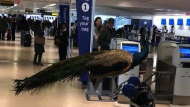 Peacock As An Emotional Support Animal (ESA) Barred from Boarding United Airlines Flight at Newark International Airport