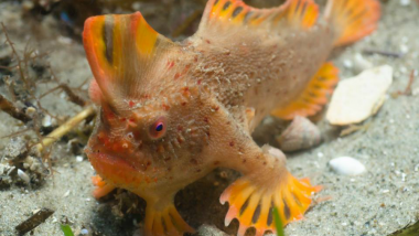 Fish That Can Walk Accidentally Discovered in Tasmania: One of the Rarest Fish in the World