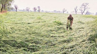 Coronavirus Lockdown Derails Farm-to-Fork Supply Chain Process, Haryana Farmers Fear Losses if Harvest Not Procured at Earliest