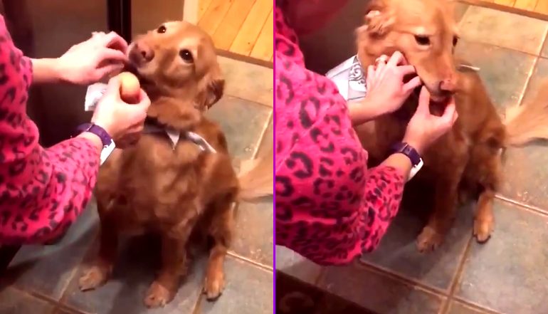As 'Golden Retriever Egg Challenge' Becomes Internet Trend, Vets Say it is Dangerous For Dogs