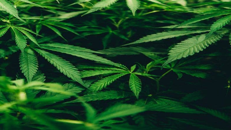 America's First Cannabis Cafe Lowell Farms Opens in Hollywood, Customers to Get Weed Products From Special Cannabis Menu