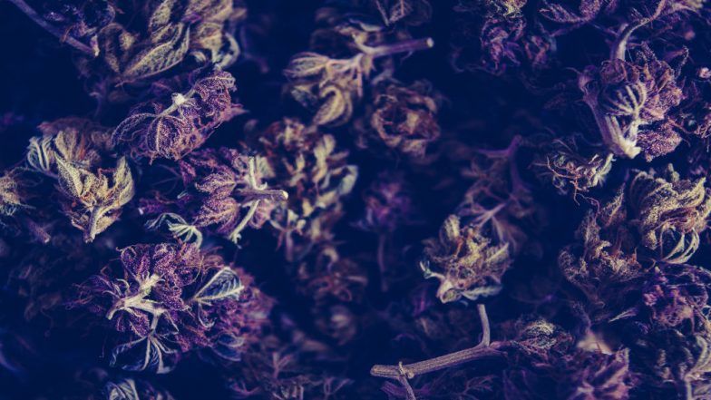 Odisha: 1,400 Kilograms Cannabis Seized By Odisha Police, List Of Countries Where Cannabis Is Legal