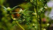 UN Removes Cannabis From List of Most Dangerous Narcotic Drugs, India Votes in Favour of Proposal