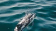 21 Dolphins Die After Washing Up On Mexico Beach