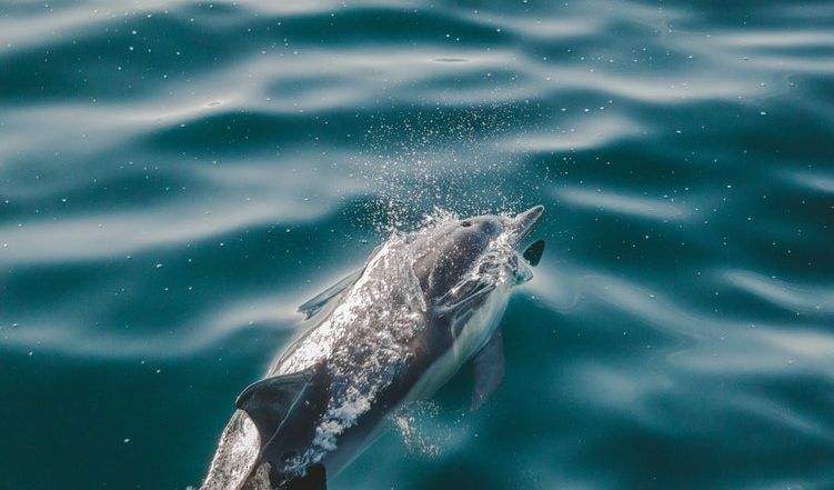 21 Dolphins Die After Washing Up On Mexico Beach