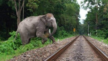 Elephant Fatalities on Railway Tracks: Sound of Bees to Ward Off Herd From Railway Tracks in West Bengal