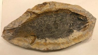 Ancient Fossil 'Candelarhynchus Padillai' is the New Fish Species' Discovered by '10-year-old Boy