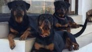 Two Rottweiler Dogs Kill Elderly Woman in Kerala
