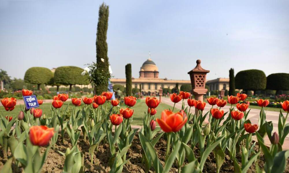 The tulips have been specially called from Netherlands. The tulips have been specially called from Netherlands.
