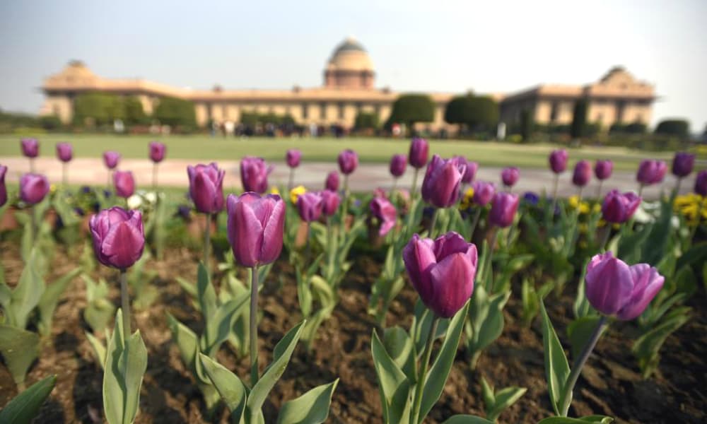 Special variety of tulips have been called for and planted in these gardens. Special variety of tulips have been called for and planted in these gardens.