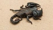 Scorpion Venom to Treat Arthritis? You Won&rsquo;t Believe These Crazy Medical Uses of Animal Venom