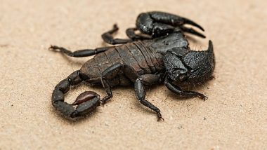 Scorpion Venom to Treat Arthritis? You Won’t Believe These Crazy Medical Uses of Animal Venom