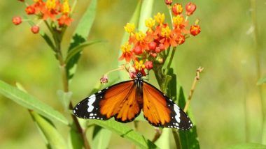 Kanpur Gets its First Butterfly Park, 50 Species of Colorful Butterflies to Greet Nature Lovers