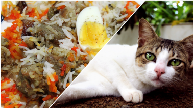 Cat Meat Served as Mutton Biryani in Chennai! Case of Missing Cats Stump Animal Lovers