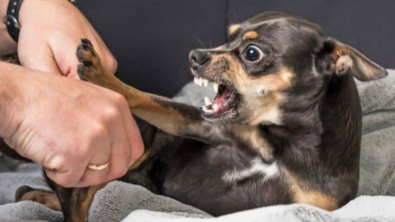 Feral dog packs kill six Indian children