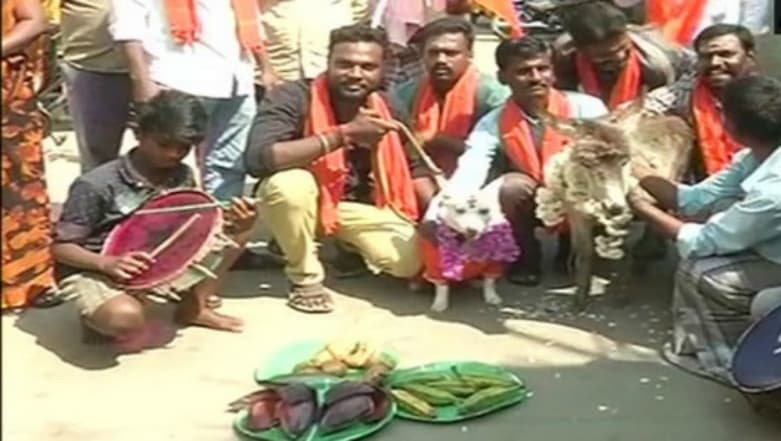 Dog, Donkey Married Amid Anti-Valentine's Day Protest In Chennai Dog, Donkey Married Amid Anti-Valentine's Day Protest In Chennai