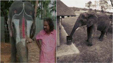 Playing Music and Dancing, Cleaning, or Painting, Watch Videos of Elephants Doing These Human Activities So Effortlessly!