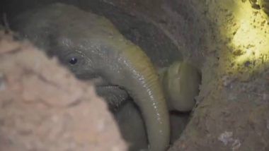 Villagers in Thailand Helped To Rescue Baby Elephant From the Well, See the Heart-touching Video