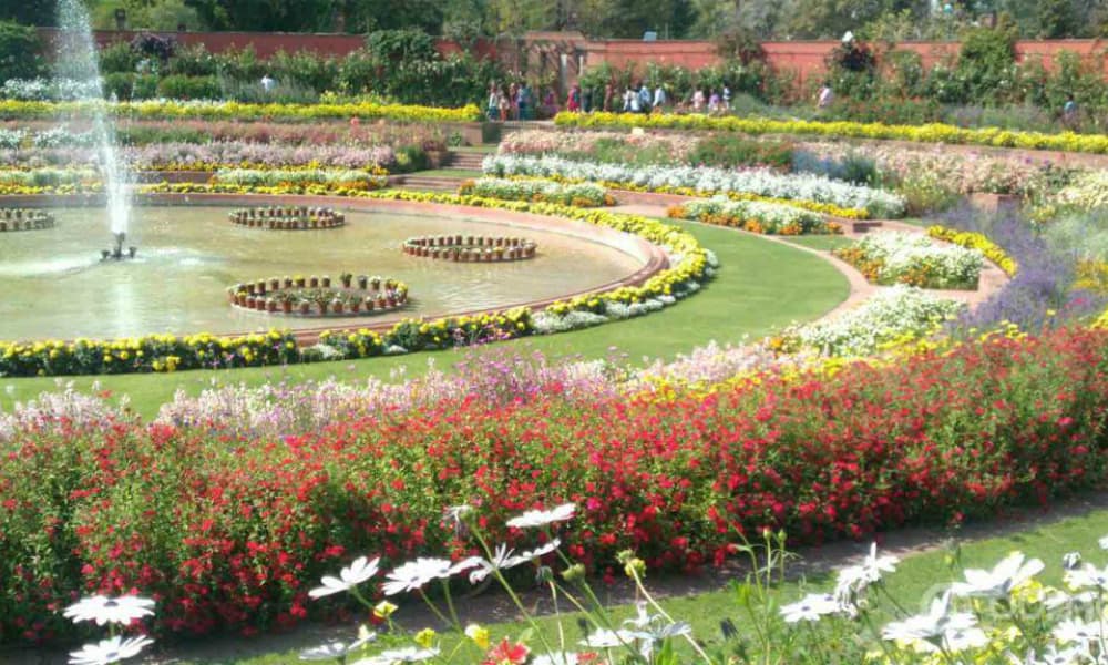 The red, white and lavender tulips bed around the waterfall. The red, white and lavender tulips bed around the waterfall.