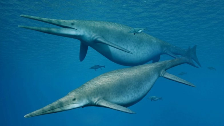 Ichthyosaur, a Rare 200 Million-year-old Species of Sea Reptile Discovered