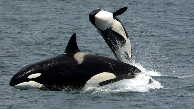 Killer Whale Imitates Human Speech in France Aquarium! Watch Video