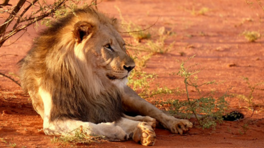 Kruger National Park: Suspected Poacher in South Africa Was Killed By A Pride of Lions