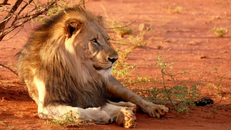 Death of Lions in Gir Forest Due to CDV; the Virus That Wiped Out 30% of Big Cats Population in East Africa