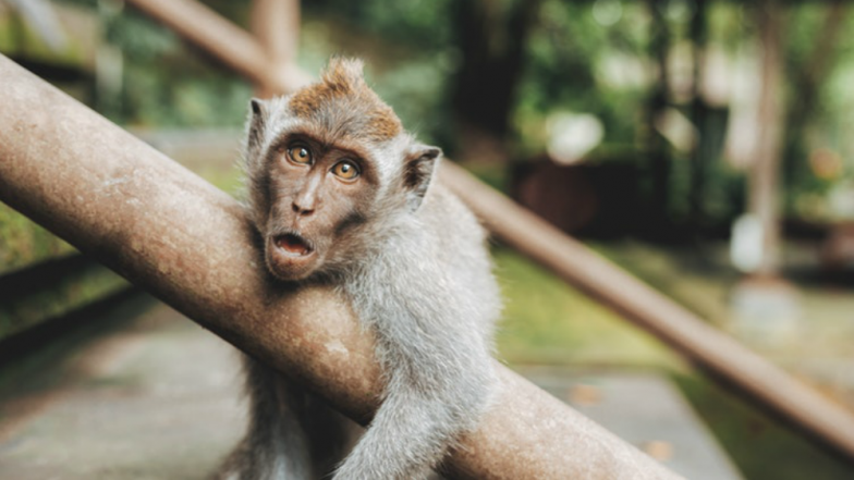 Agra: Monkey Snatches Infant From Breastfeeding Mother, Kills Him